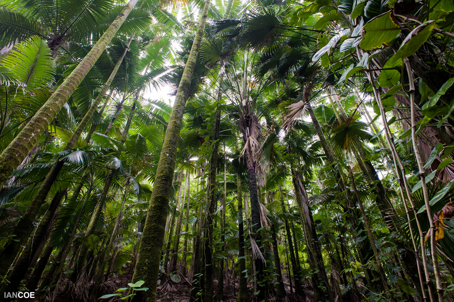 tropical-img